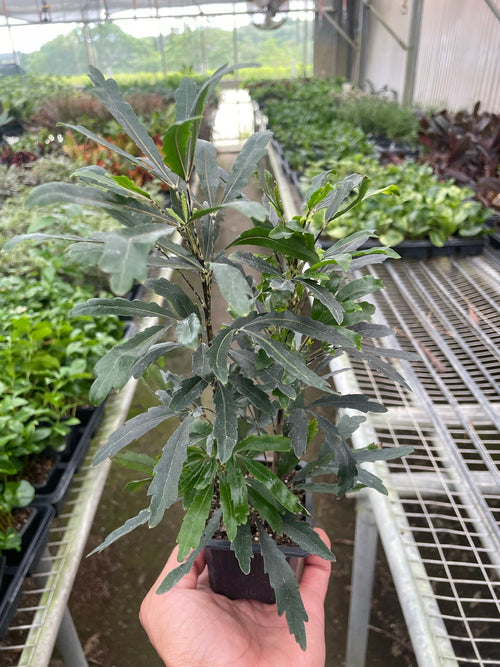 Aralia 'Green' - Holiday Corner
