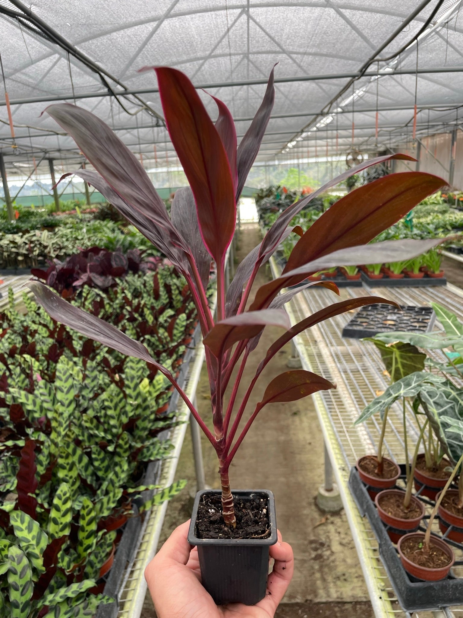 Cordyline 'Calypso Queen' - Holiday Corner