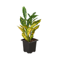 Croton 'Gold Dust' - Holiday Corner