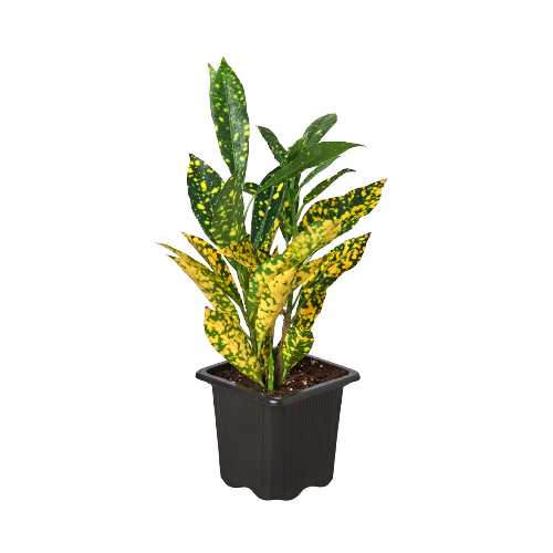 Croton 'Gold Dust' - Holiday Corner