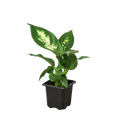 Dieffenbachia Camille - Holiday Corner
