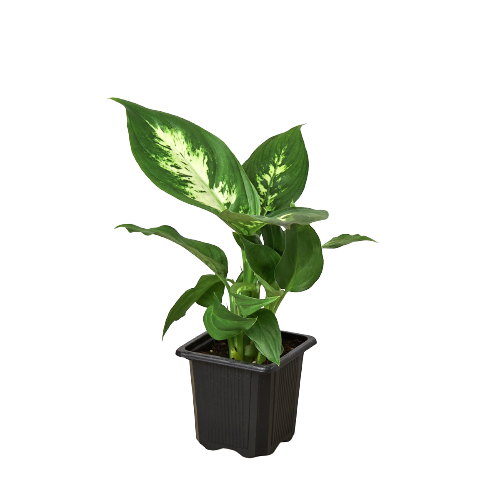 Dieffenbachia Camille - Holiday Corner