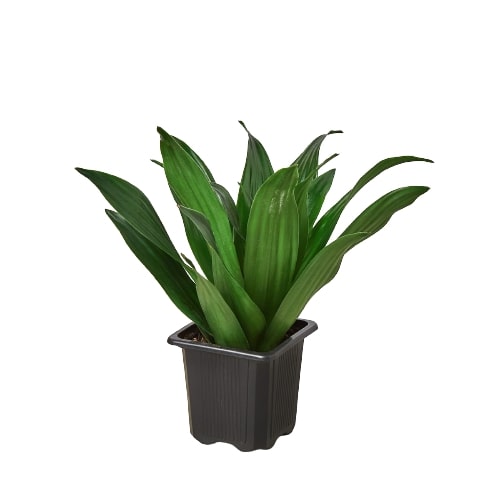 Dracaena 'Janet Craig' - Holiday Corner