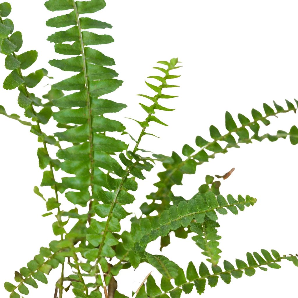 Jester's Crown Fern - Holiday Corner