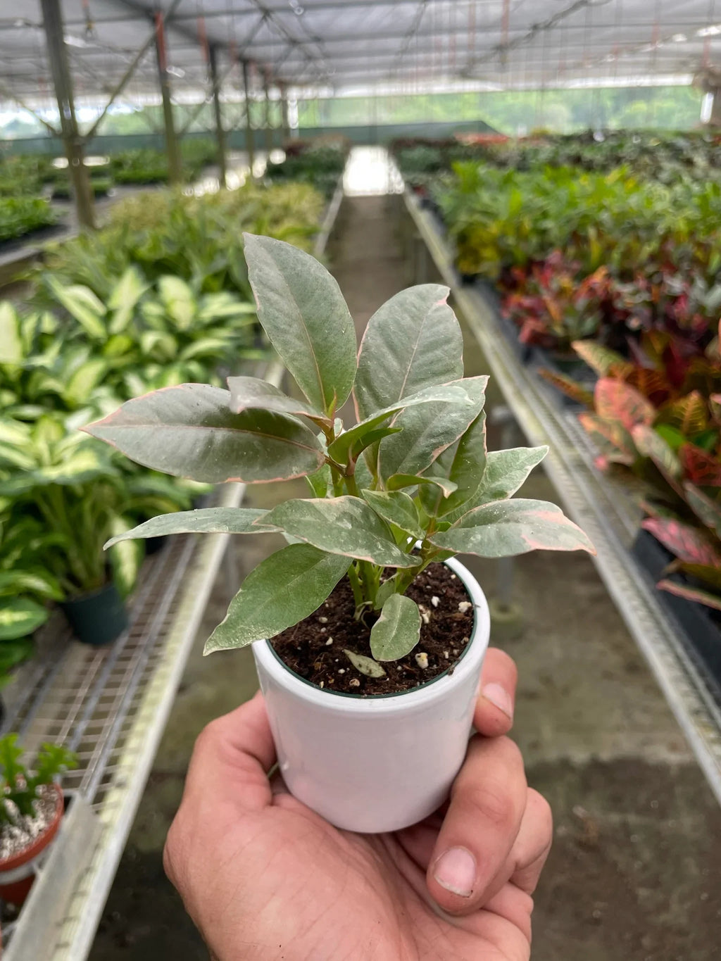 Ficus Elastica 'Tineke' - Holiday Corner