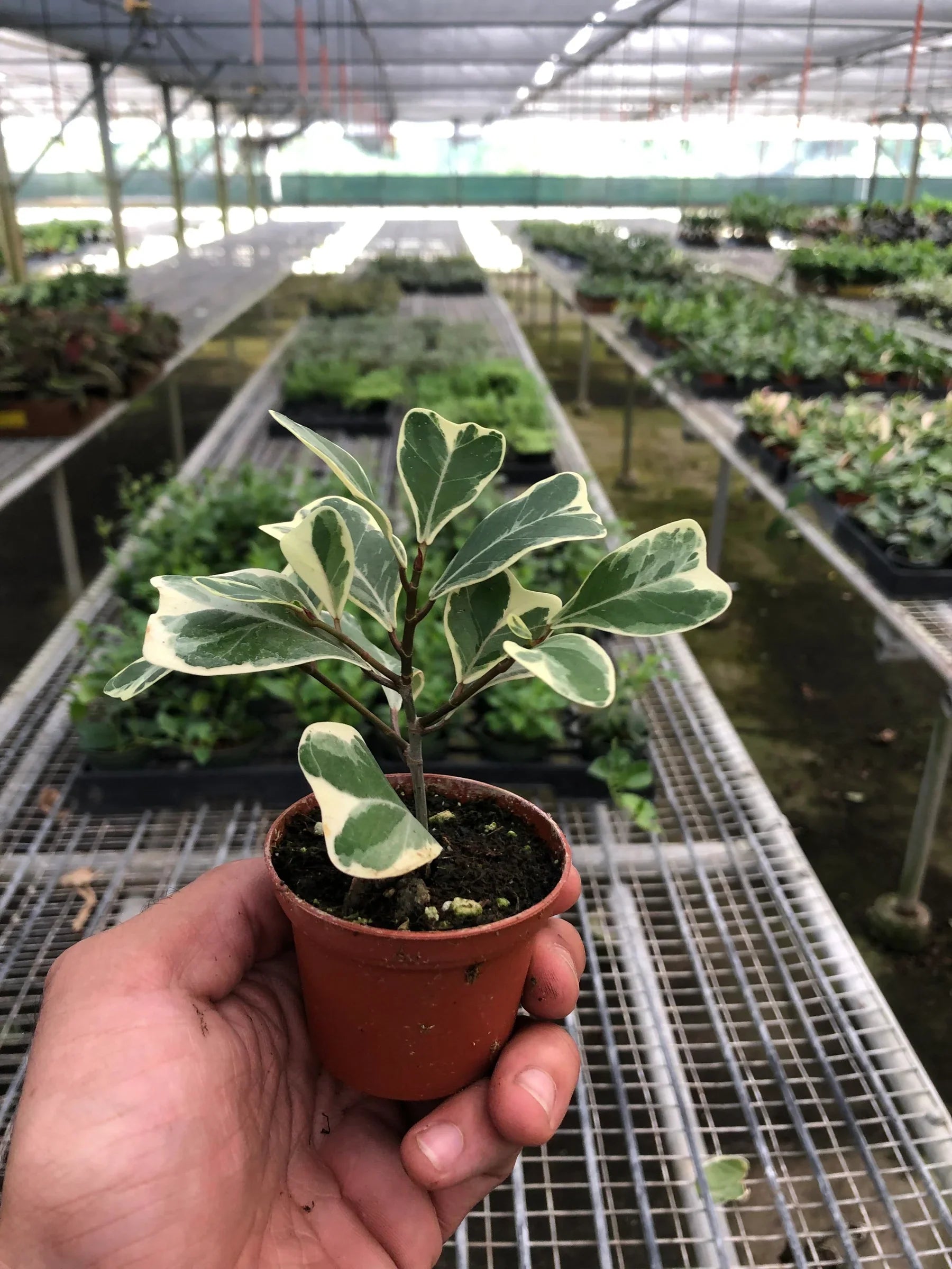 Ficus Elastica 'Triangularis' Variegated - Holiday Corner
