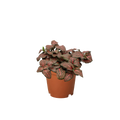 Fittonia 'Red' - Holiday Corner