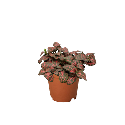 Fittonia 'Red' - Holiday Corner