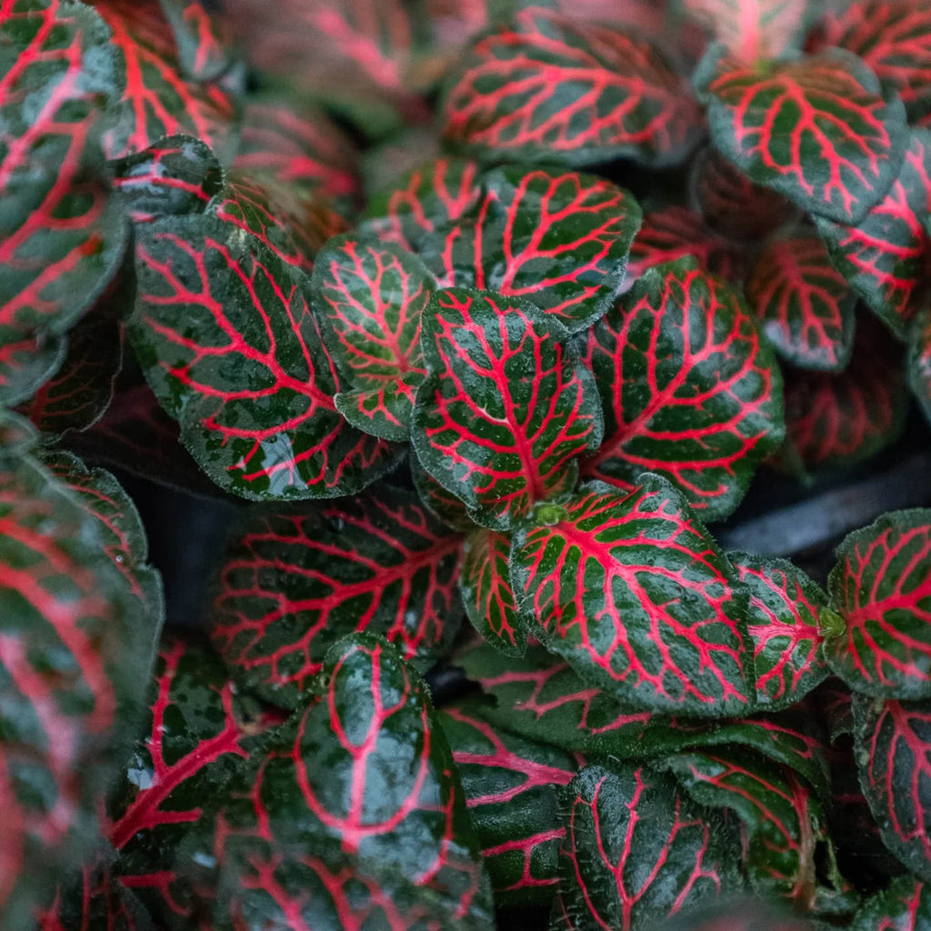 Fittonia 'Red' - Holiday Corner
