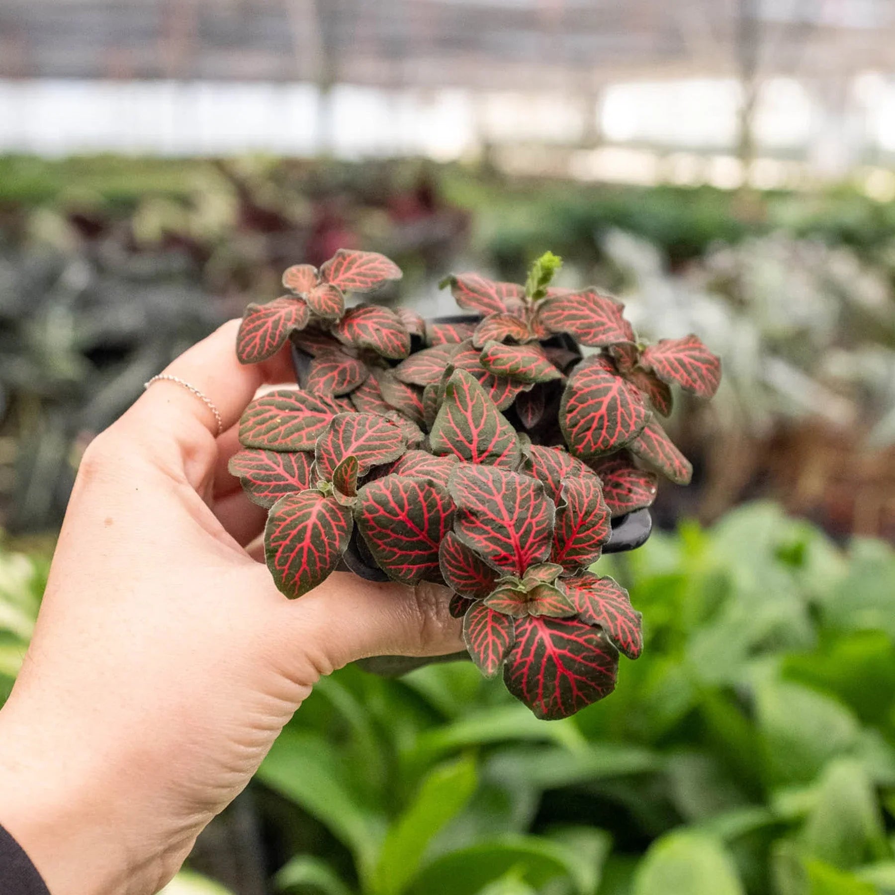 Fittonia 'Red' - Holiday Corner