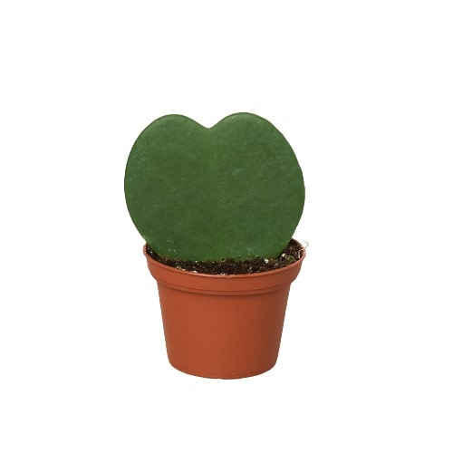 Hoya Sweetheart - Holiday Corner