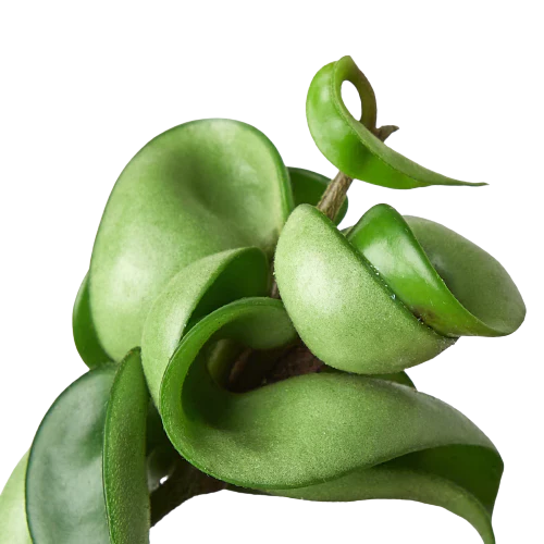 Hoya Rope Plant - Holiday Corner