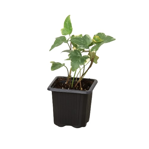 English Ivy 'Glacier' - Holiday Corner