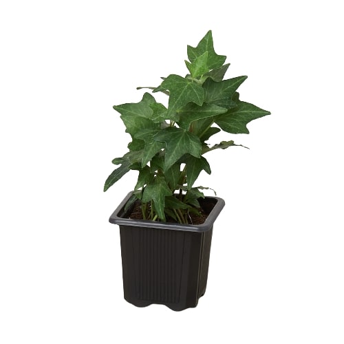 English Ivy Green California - Holiday Corner