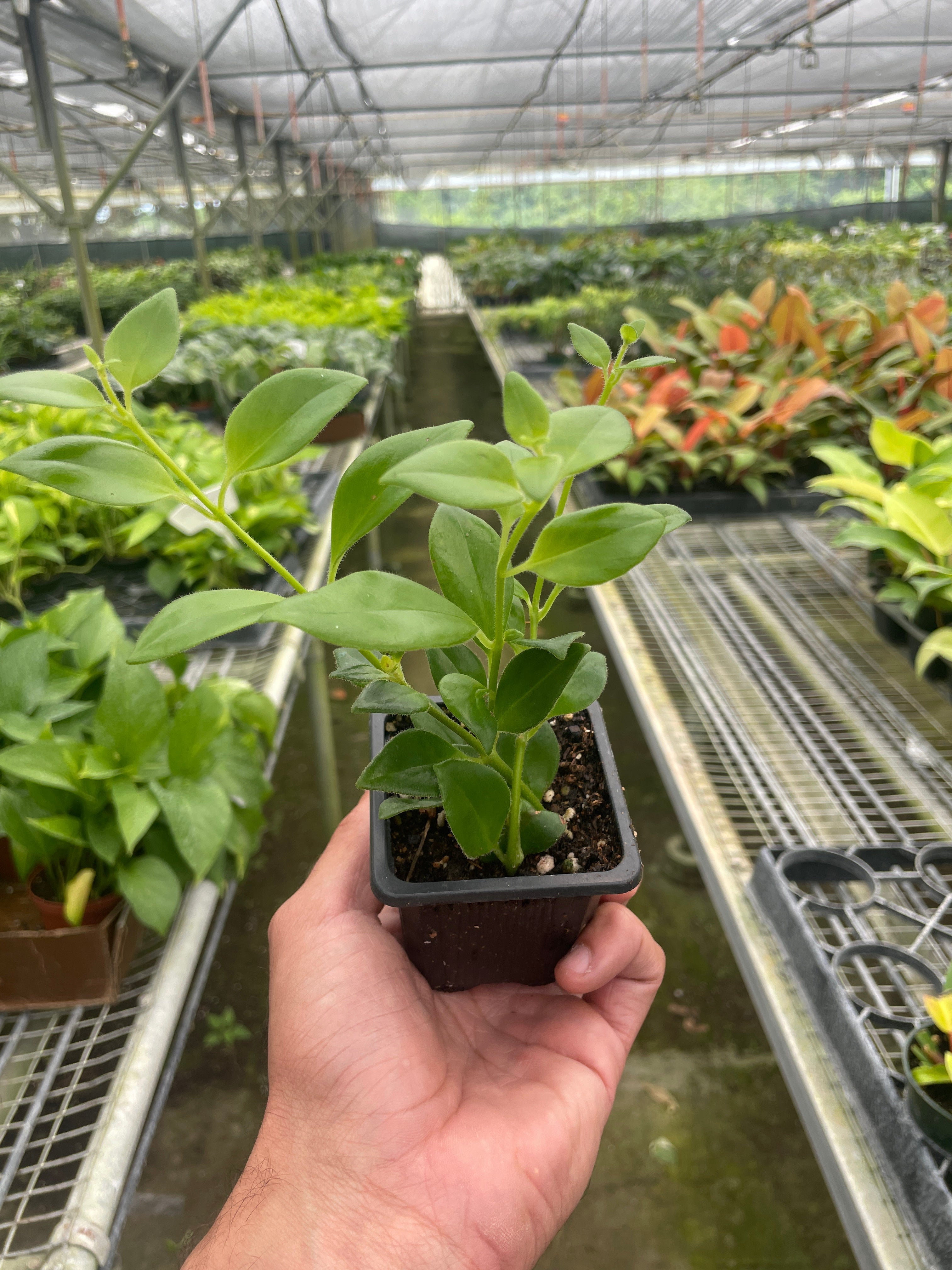 Lipstick Plant - Holiday Corner