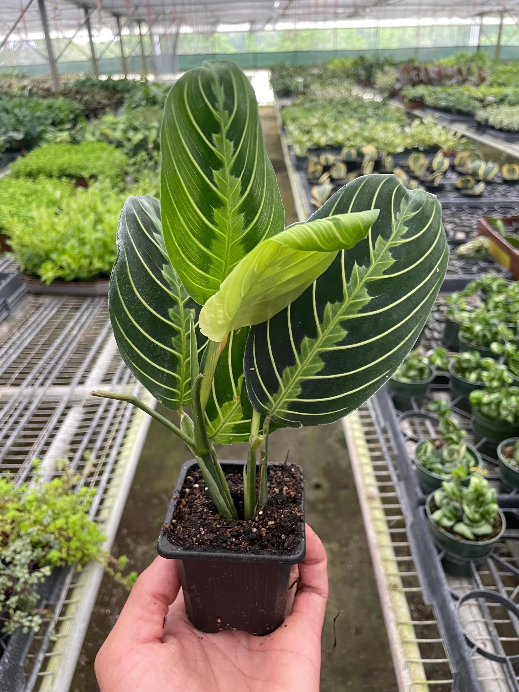 Maranta 'Lemon Lime' - Holiday Corner