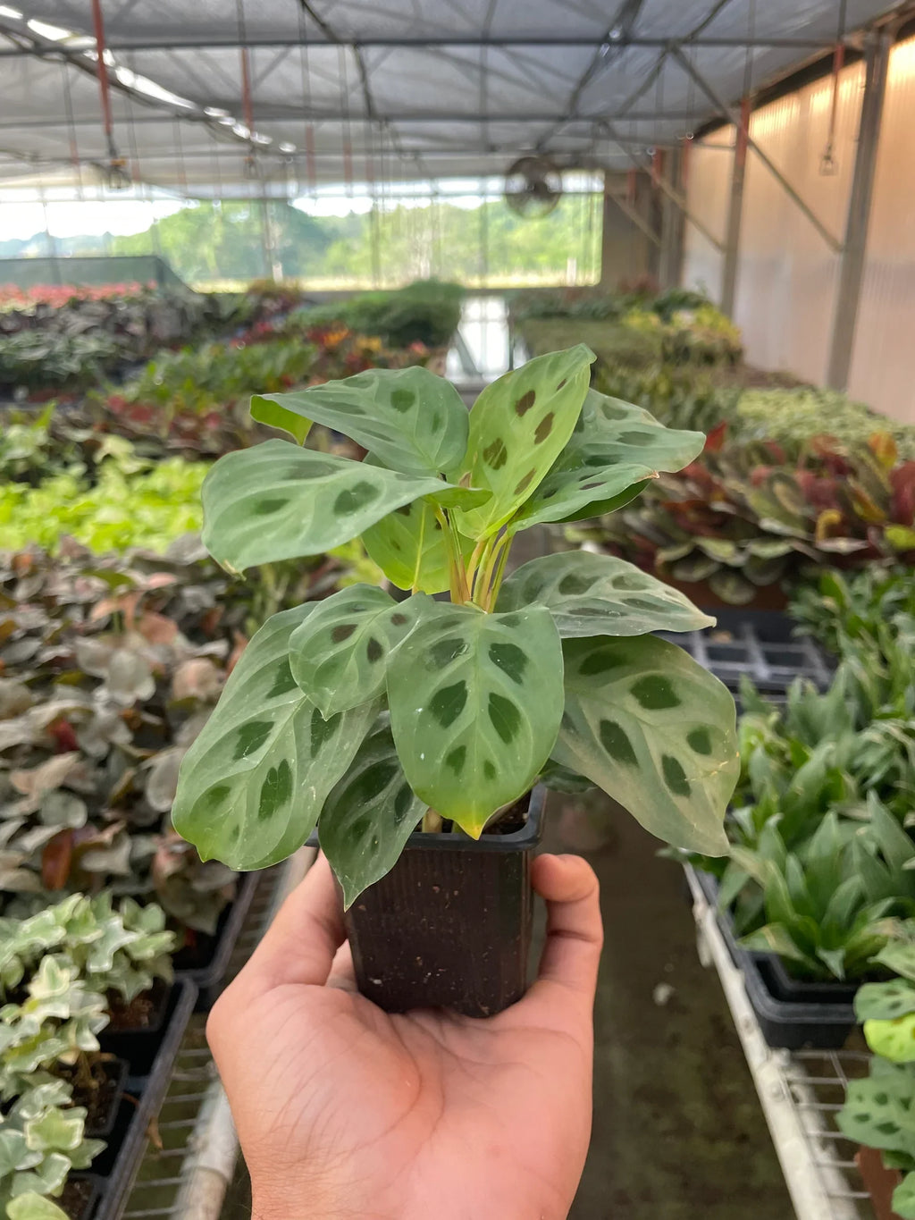 Maranta 'Leuconeura' - Holiday Corner