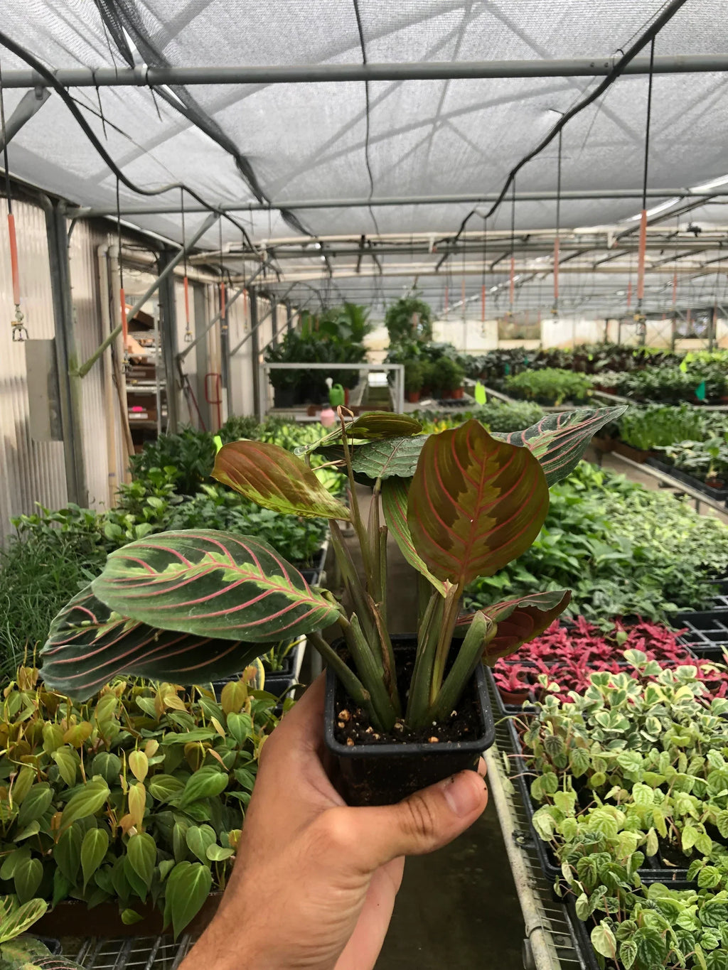 Maranta Red Prayer - Holiday Corner