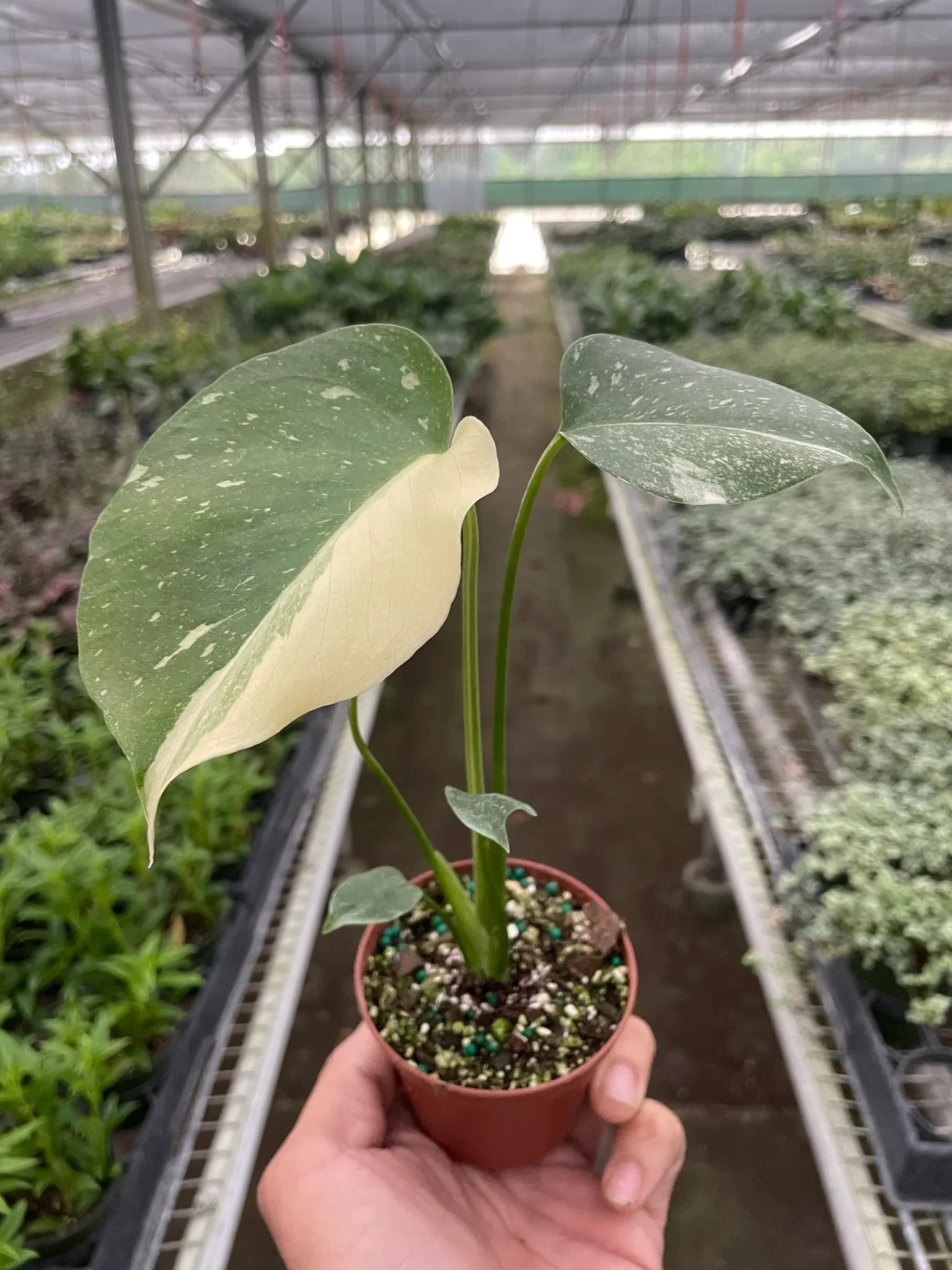 Monstera 'Thai Constellation' - Holiday Corner