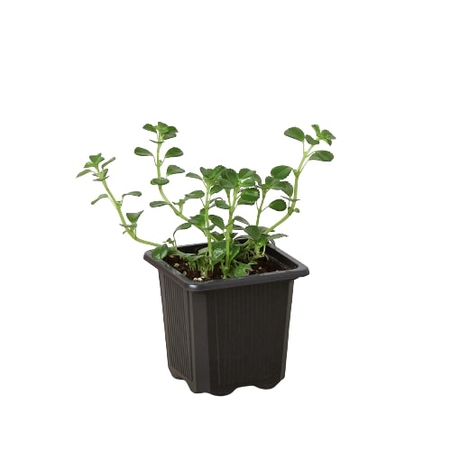 Nettle 'Baby's Tear' - Holiday Corner