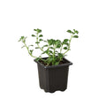Nettle 'Baby's Tear' - Holiday Corner