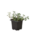 Nettle 'Silver Sparkle' - Holiday Corner