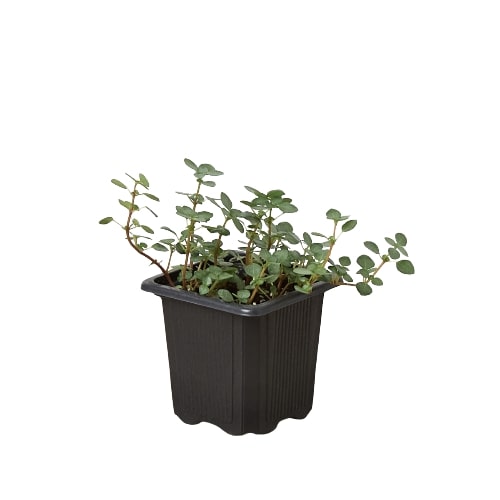 Nettle 'Silver Sparkle' - Holiday Corner