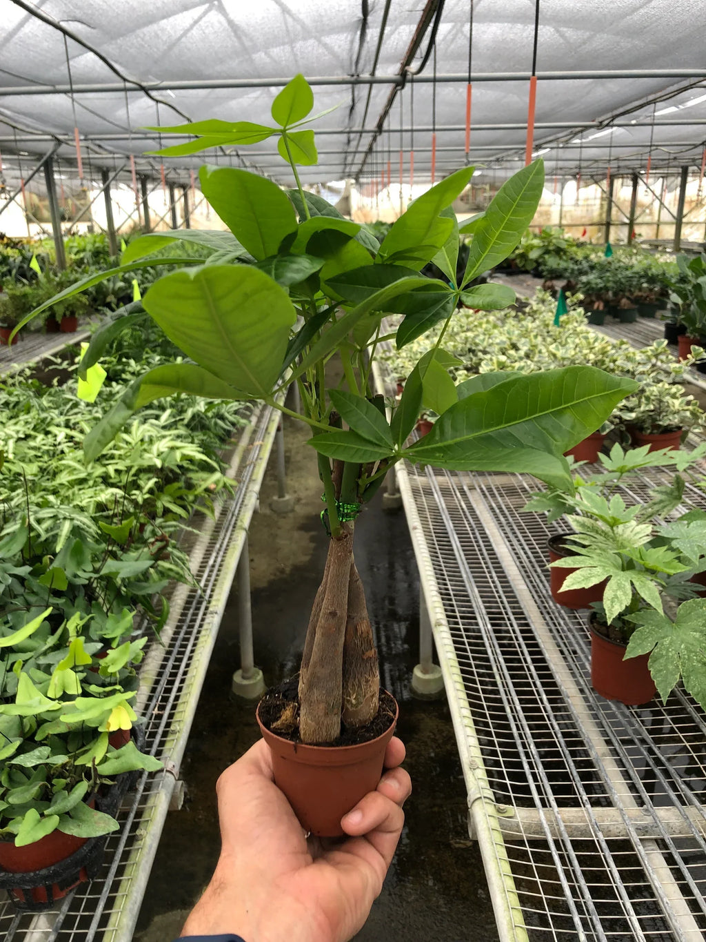 Money Tree 'Guiana Chestnut' Pachira Braid - Holiday Corner