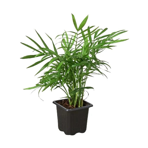 Parlor Palm - Holiday Corner