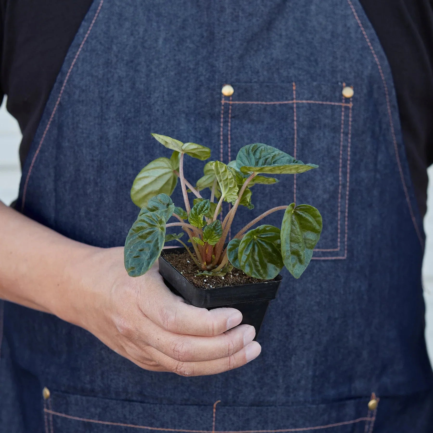 Peperomia 'Ripple' - Holiday Corner