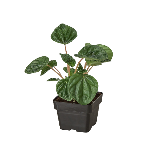 Peperomia 'Ripple' - Holiday Corner
