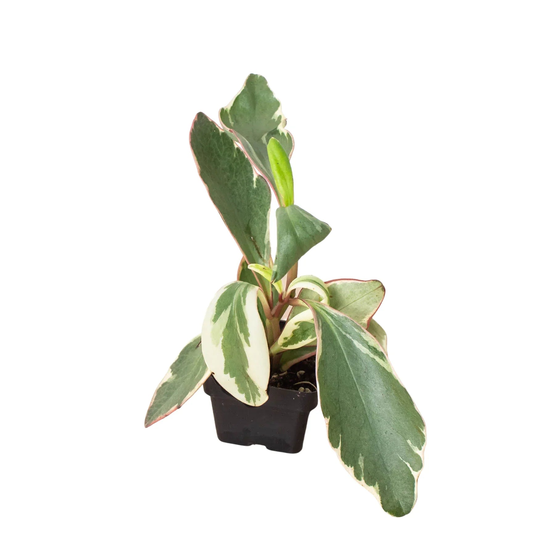 Peperomia 'Ginny' - Holiday Corner