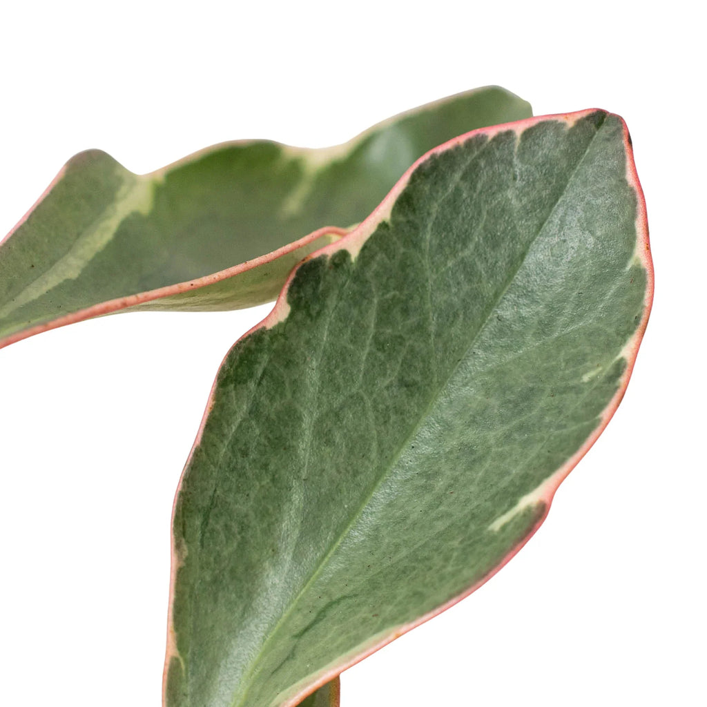 Peperomia 'Ginny' - Holiday Corner