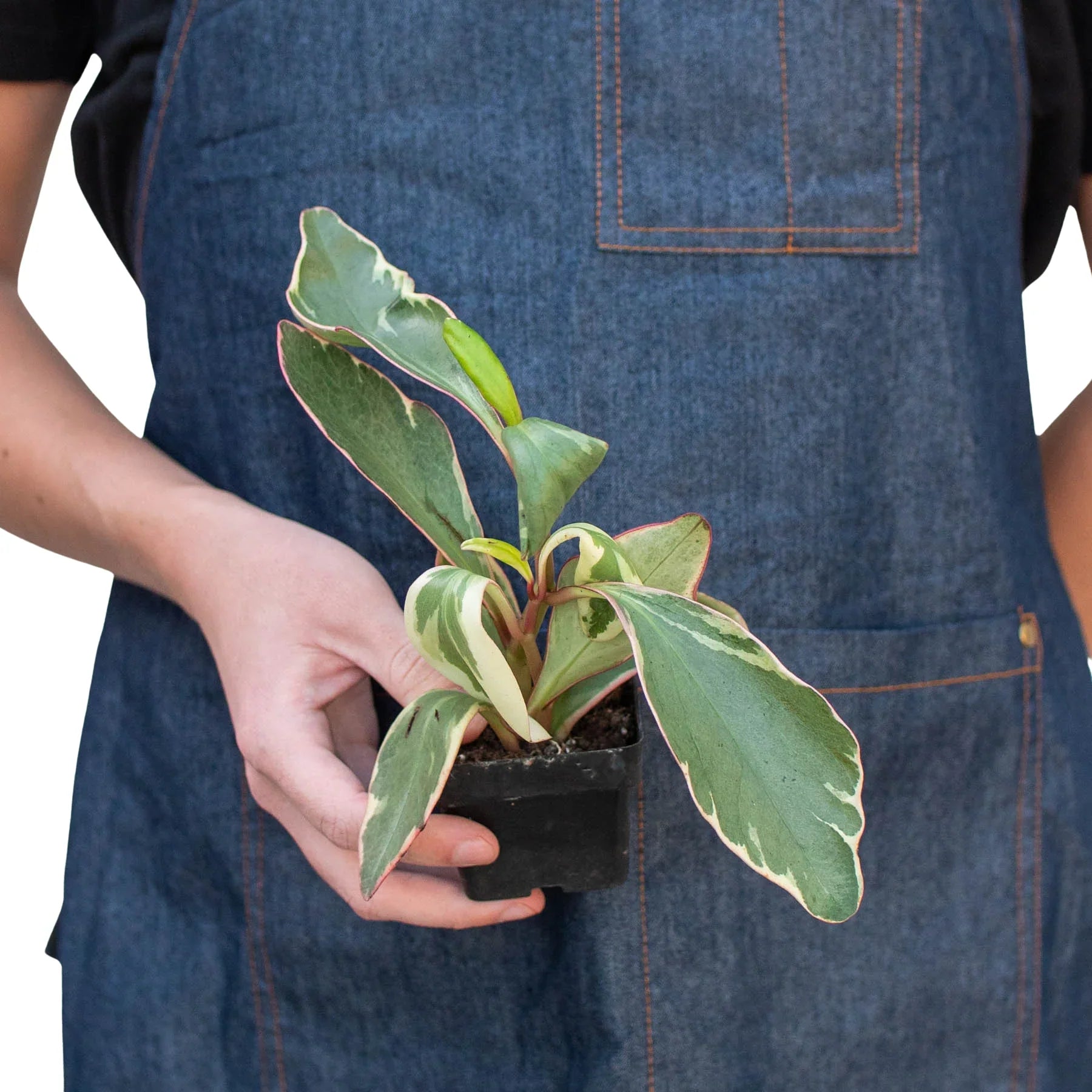 Peperomia 'Ginny' - Holiday Corner