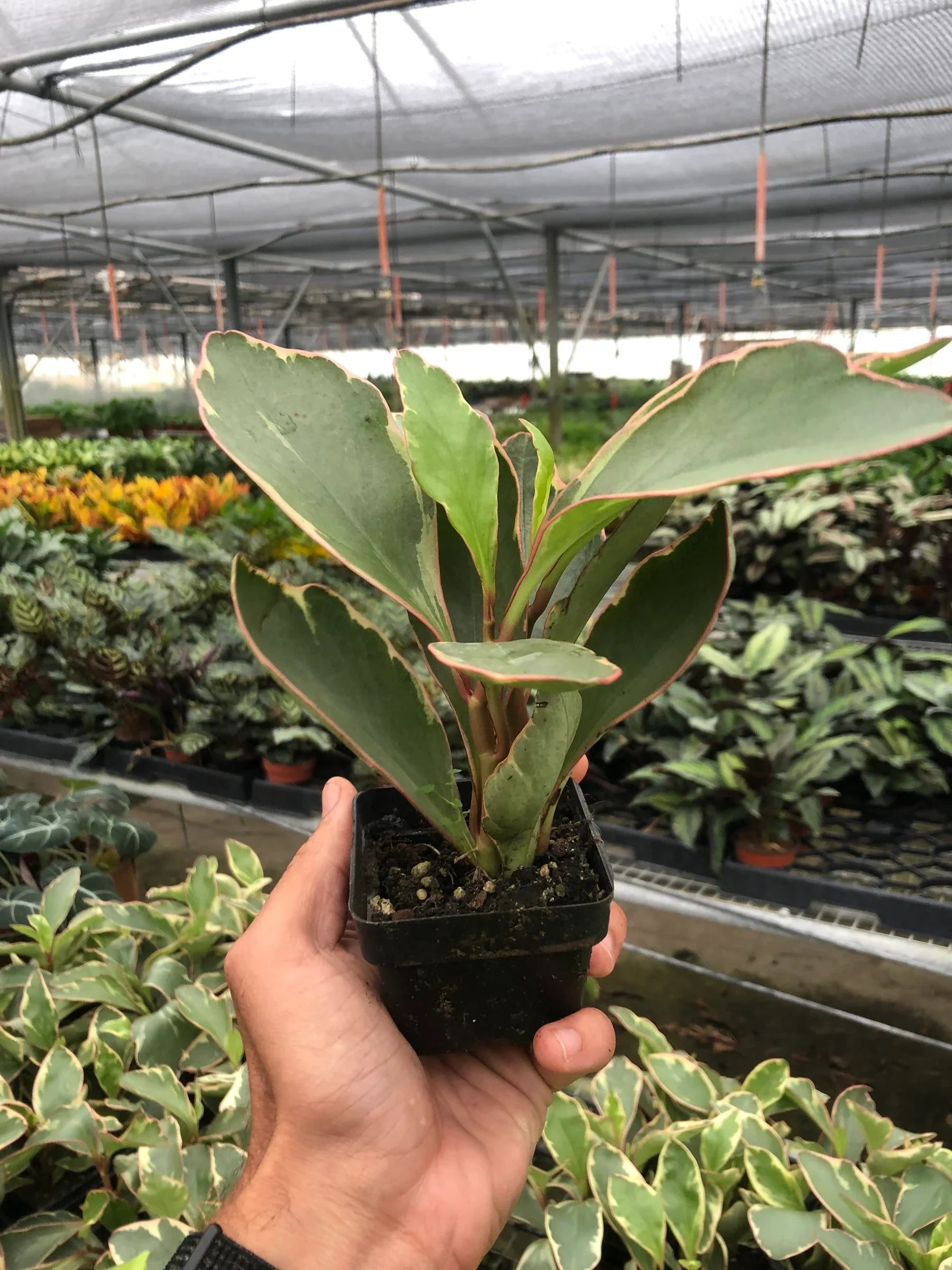 Peperomia 'Ginny' - Holiday Corner