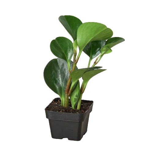 Peperomia Thailand - Holiday Corner