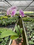 Orchid 'Light Pink Phalaenopsis' - Holiday Corner