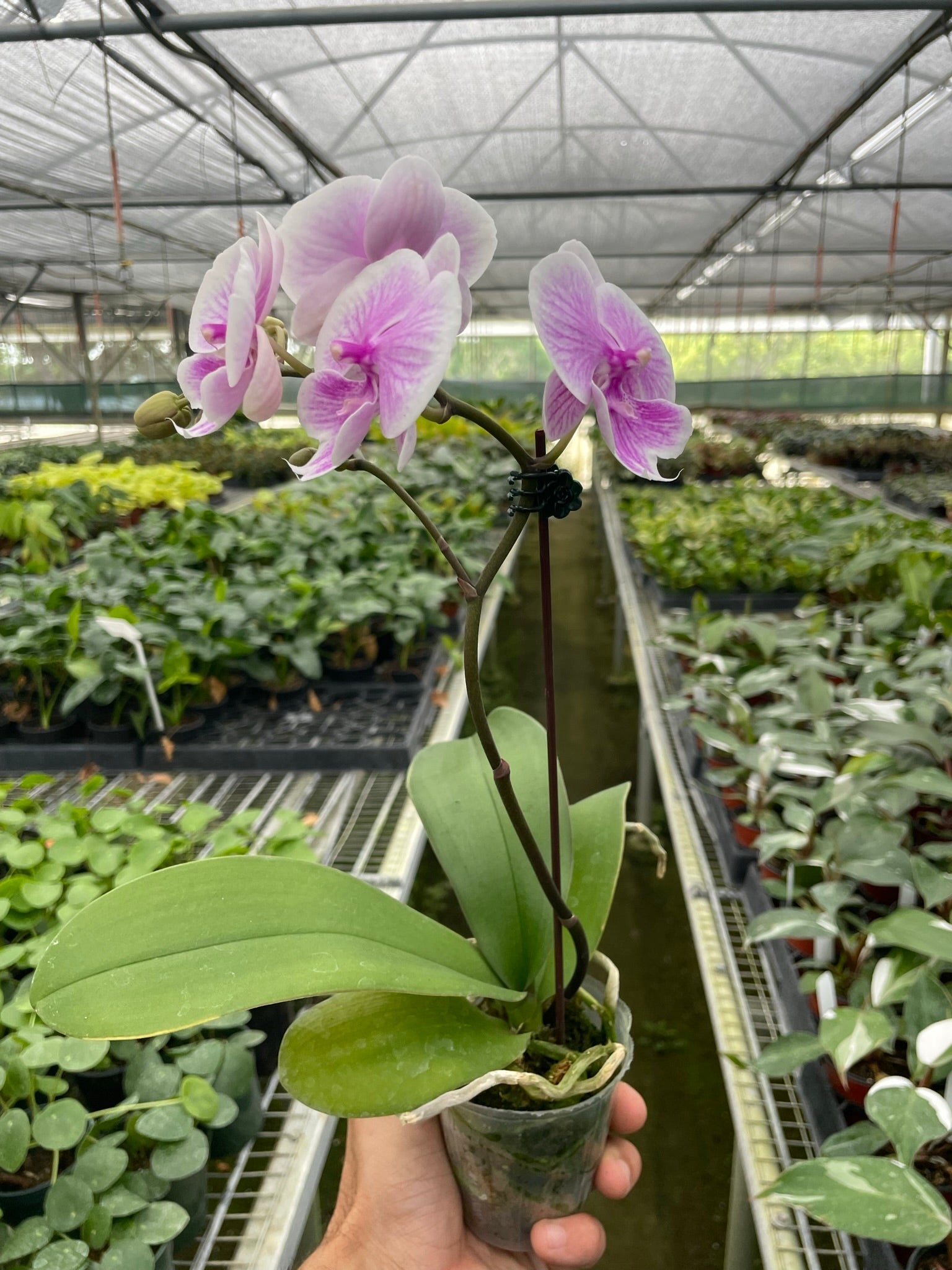 Orchid 'Light Pink Phalaenopsis' - Holiday Corner