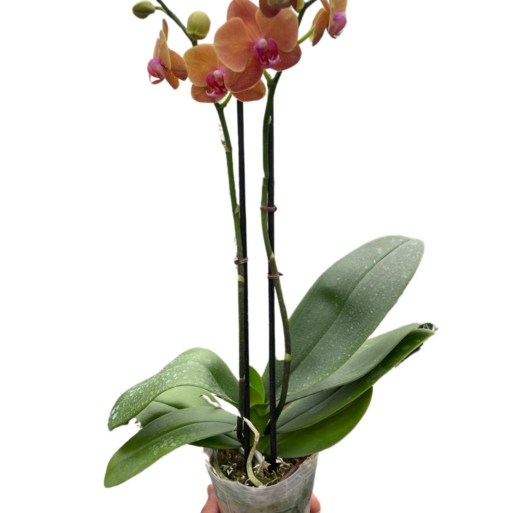 Orchid 'Orange Phalaenopsis' - Holiday Corner