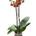 Orchid 'Orange Phalaenopsis' - Holiday Corner