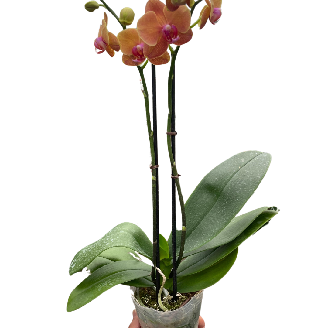 Orchid 'Orange Phalaenopsis' - Holiday Corner
