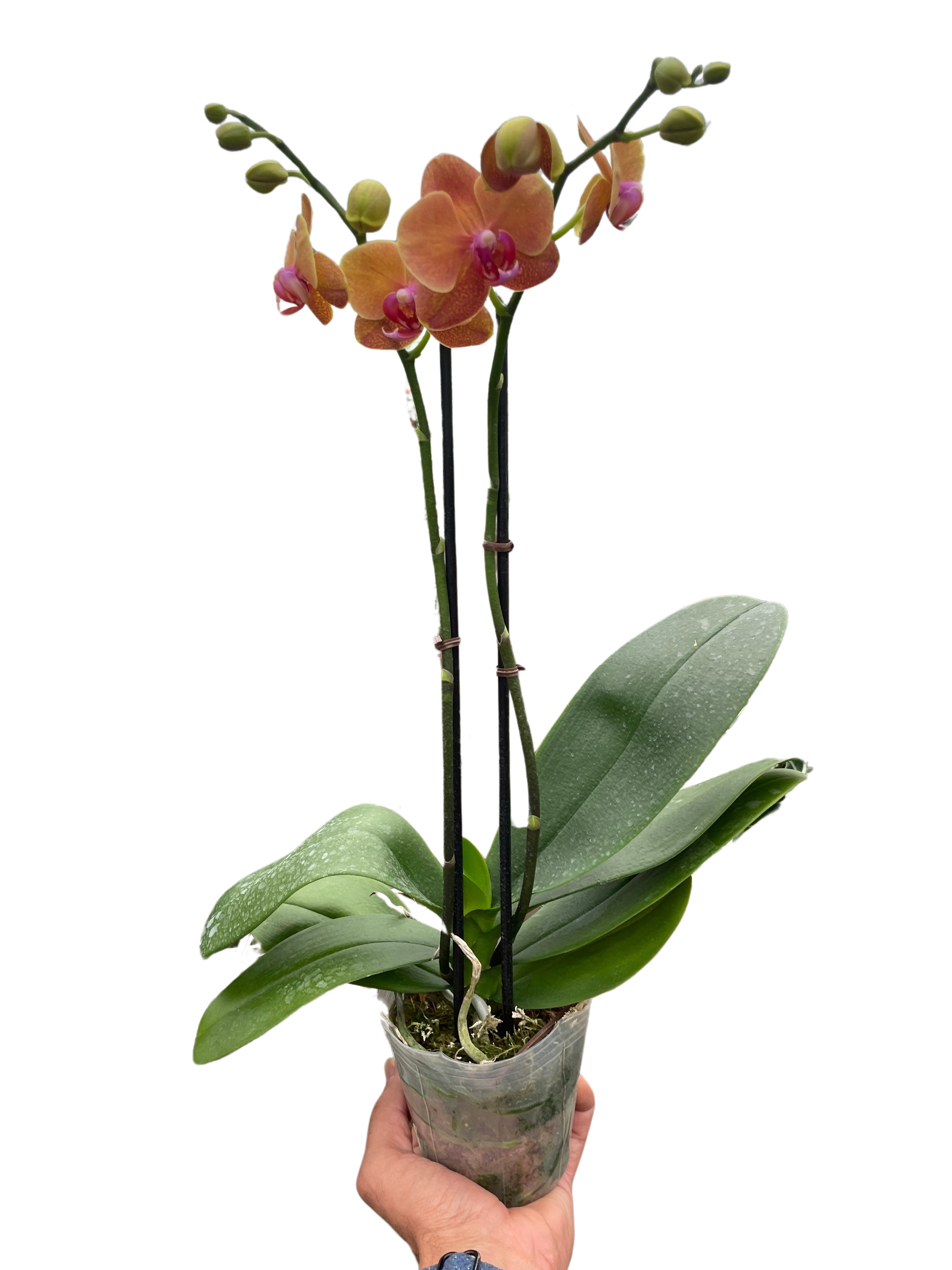 Orchid 'Orange Phalaenopsis' - Holiday Corner