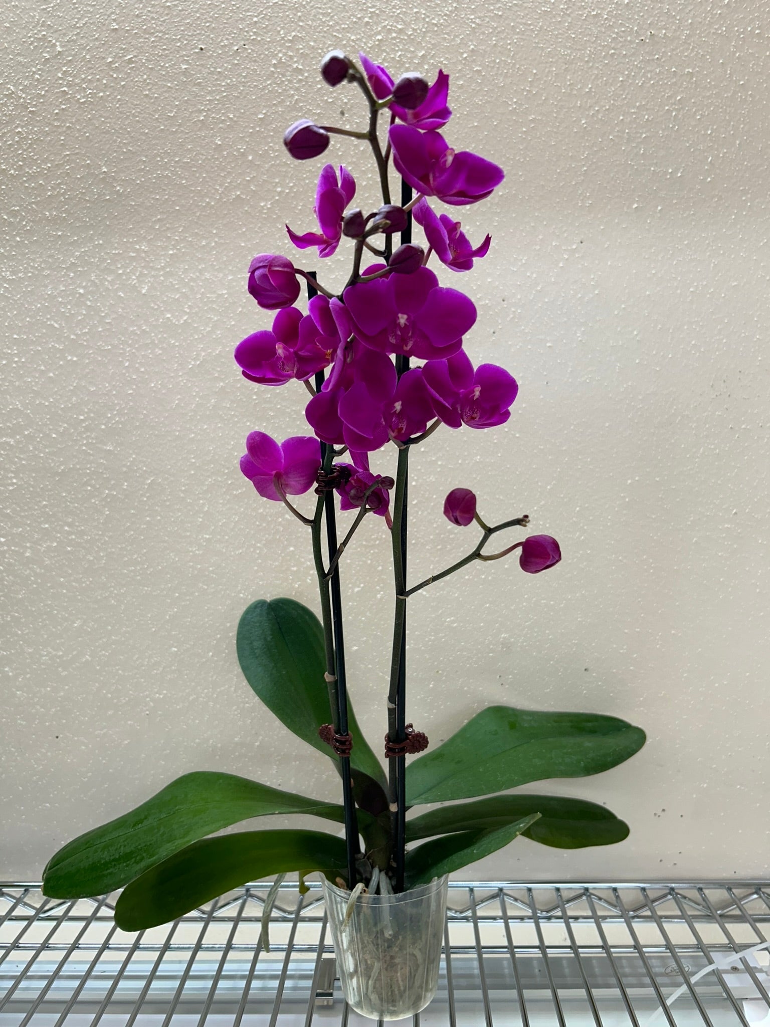 Orchid 'Purple Phalaenopsis' - Holiday Corner