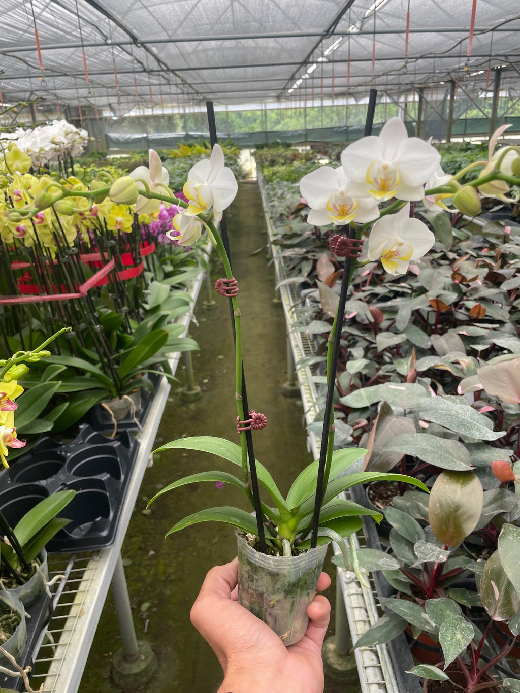 Orchid 'White Phalaenopsis' - Holiday Corner