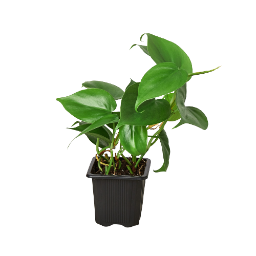 Philodendron Cordatum Heartleaf - Holiday Corner
