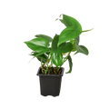 Philodendron Cordatum Heartleaf - Holiday Corner