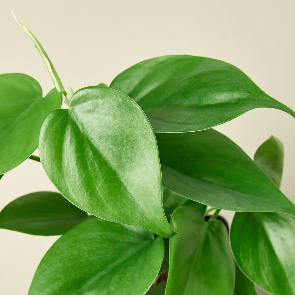 Philodendron Cordatum Heartleaf - Holiday Corner