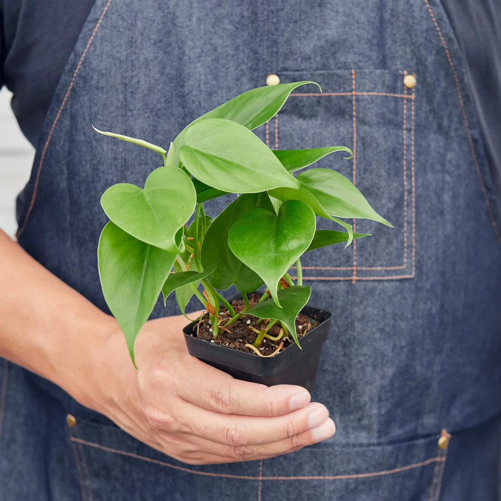 Philodendron Cordatum Heartleaf - Holiday Corner