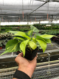Philodendron 'Brasil' - Holiday Corner