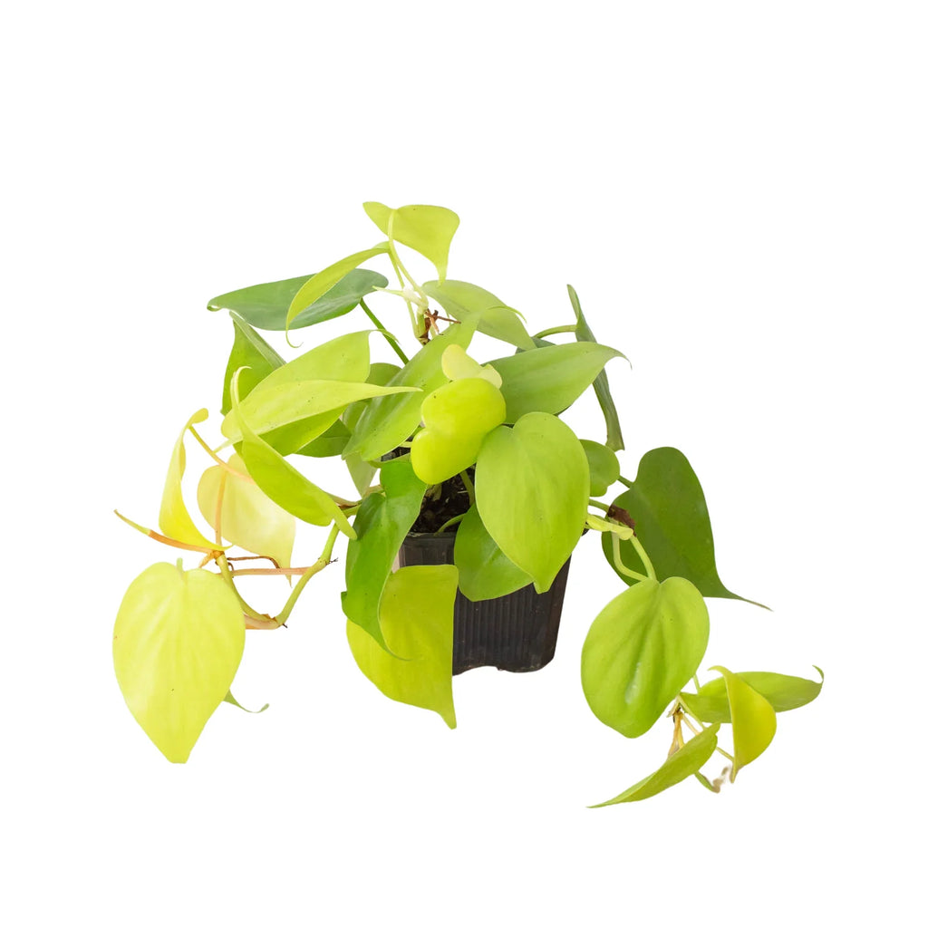 Philodendron 'Neon' - Holiday Corner